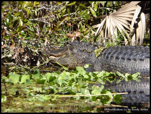 So nah, ein echtes Erlebnis. Zum Glück waben wir das Kanu nich gekenntert. 
