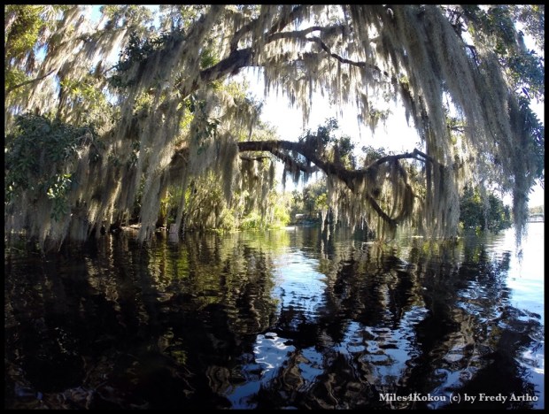Halloween Deko? Nein Natur pur!
