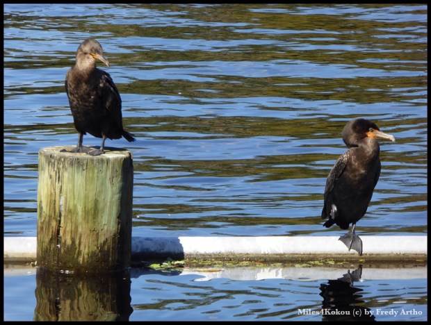 Relax, es hat noch genut Fische!