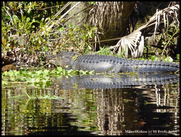 Hier haben wir ihn vom Kanu aus erwischt. Distanz zum Tier unter 10 Meter. 
