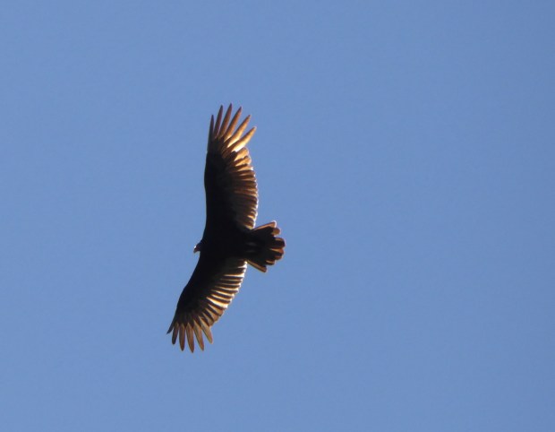 Robyn, du hast ja im Kommentar nach Vögeln gefragt. Diesen haben wir Heute nur für dich aufgenommen! Grüässli Götti und Gotti.
