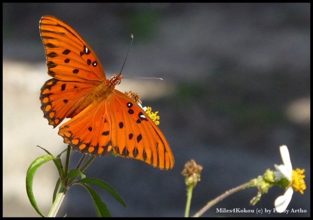 Für Robyn: Ich habe heute extra für dich nochmals einen Vogel aufgenommen: Einen "Sommervogel",