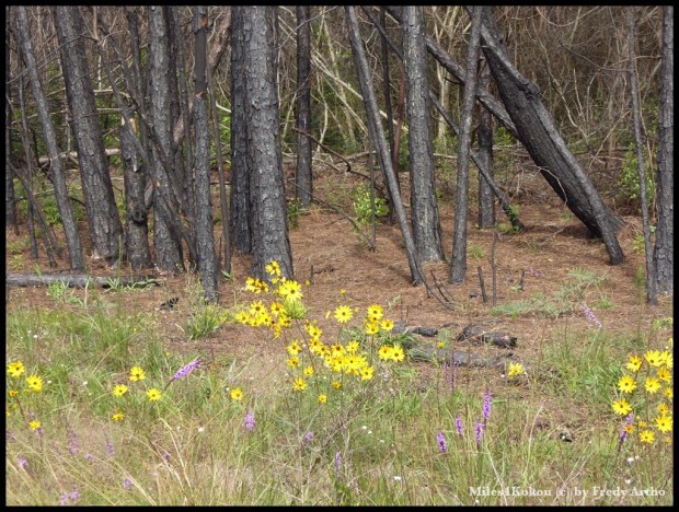 Es blüht wieder nach dem letzten Waldbrand.