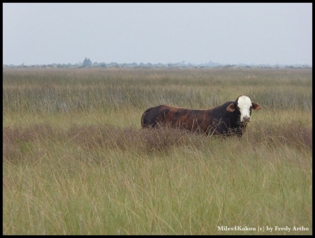 Sie hat sicher genug Platz auf der "Weide".