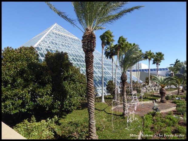 Tropenhaus im "Moody Gardens". 