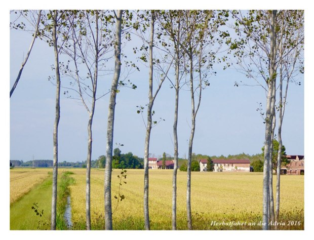 Reisfeld wie im Bilderbuch ...