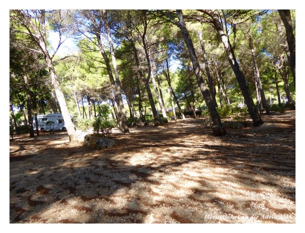 Viele leere Stellplätze unter Pinien. Im Hochsommer heissbegehrt